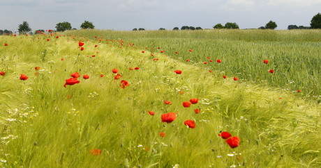 Landwirtschaft Für Die Artenvielfalt | Ackerland